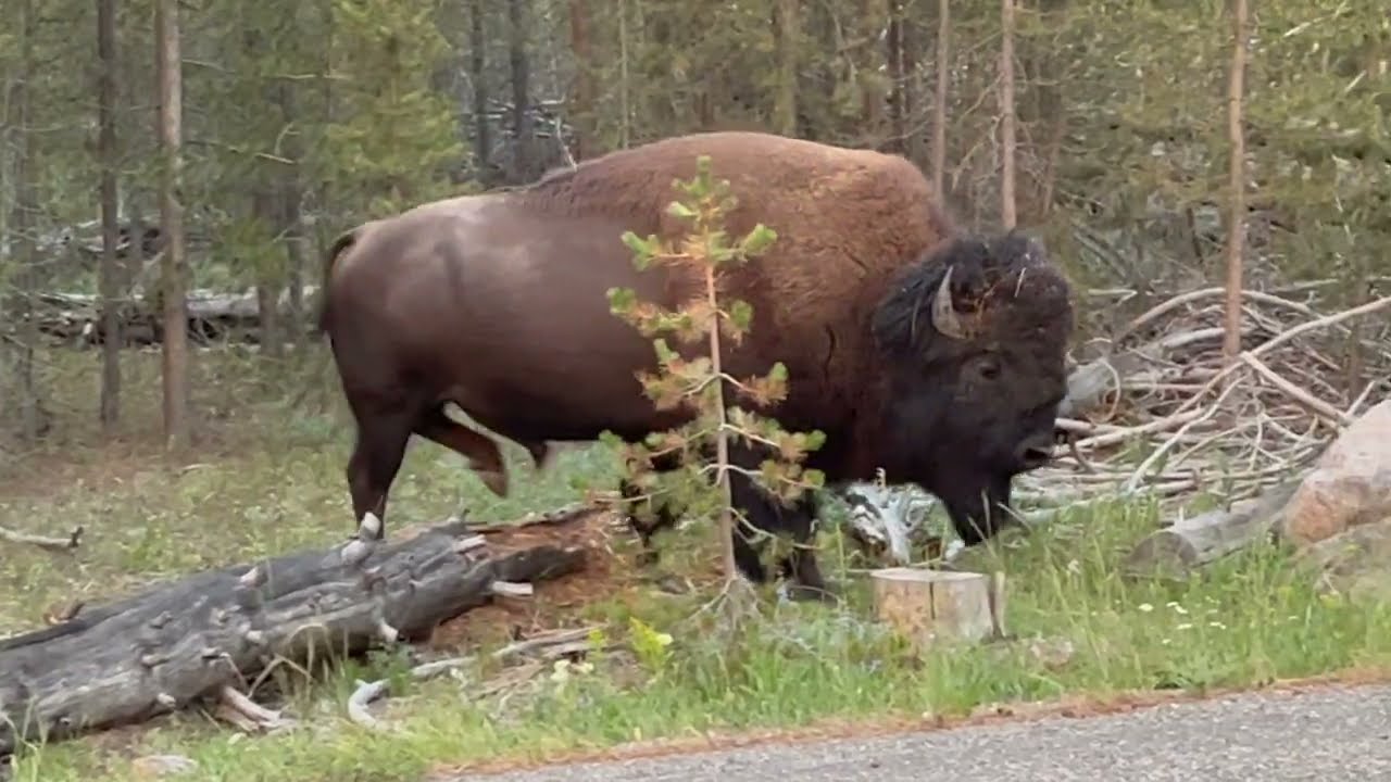 HUGE BISON SIGHTING IN YELLOWSTONE!