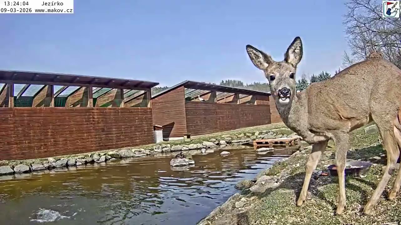 Mandarínek, polák chocholačka Matylda na kameni, srnečka Princezna a čápík Josífek ve voliéře