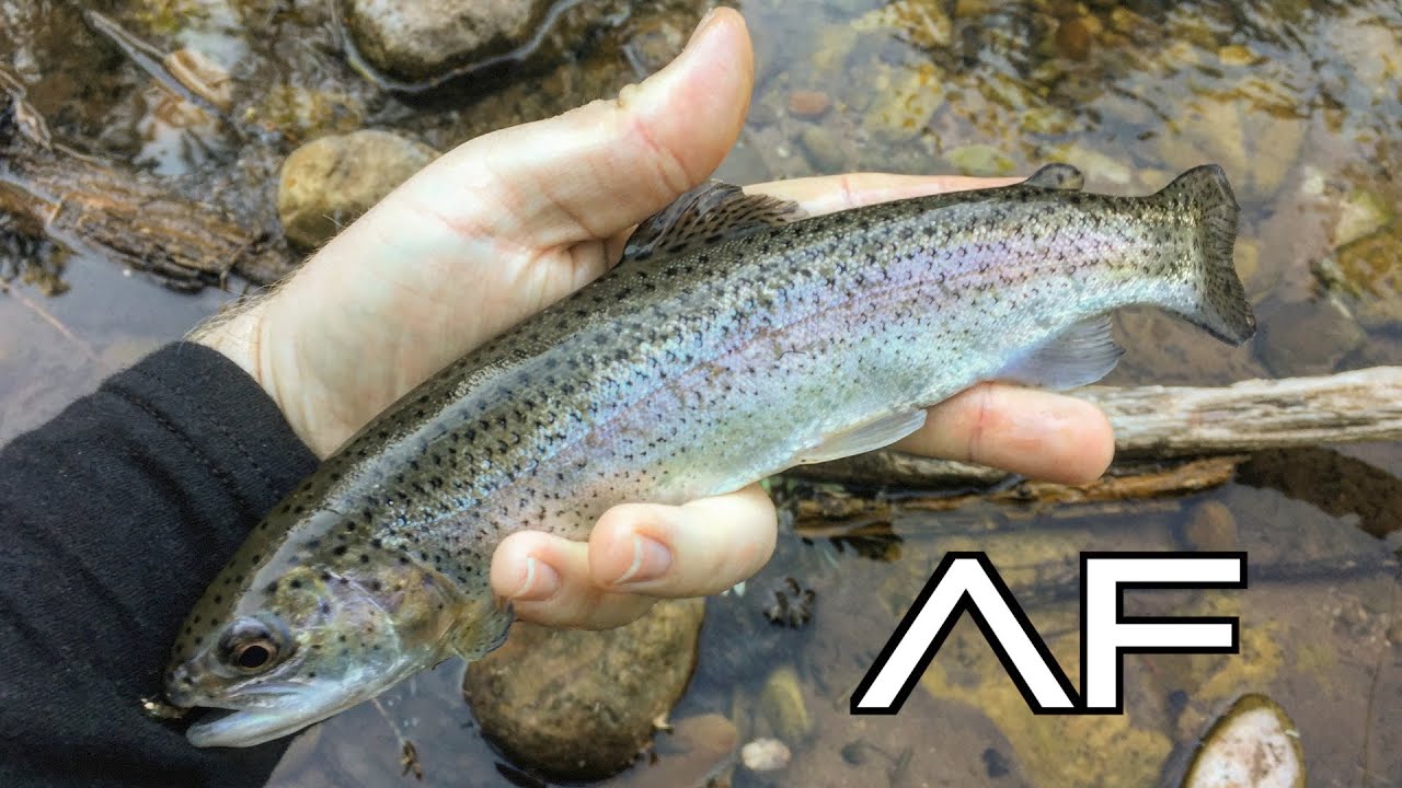 ARIZONA FLY FISHING FOR TROUT AT TONTO CREEK PAYSON!!!