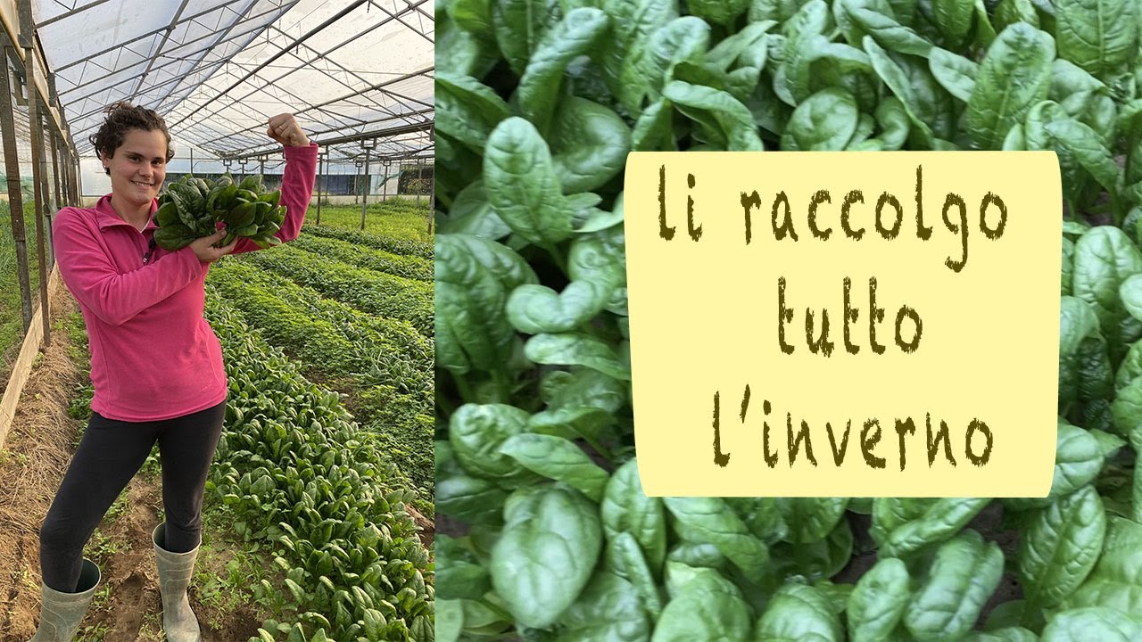 ORTO INVERNALE - metodo per RACCOGLIERE pi&ugrave; A LUNGO gli SPINACI