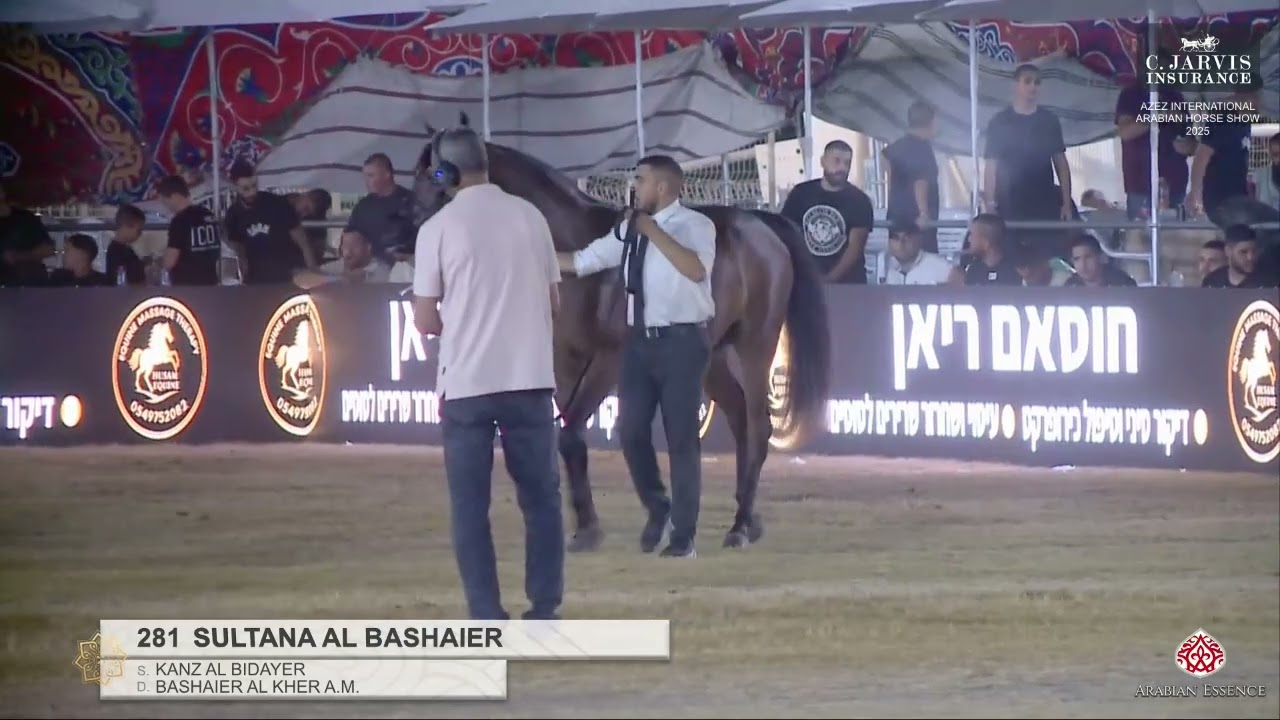 N 281 SULTANA AL BASHAIER   Azez International Arabian Horse Show 2025   Fillies 3 Years Old 2022 B