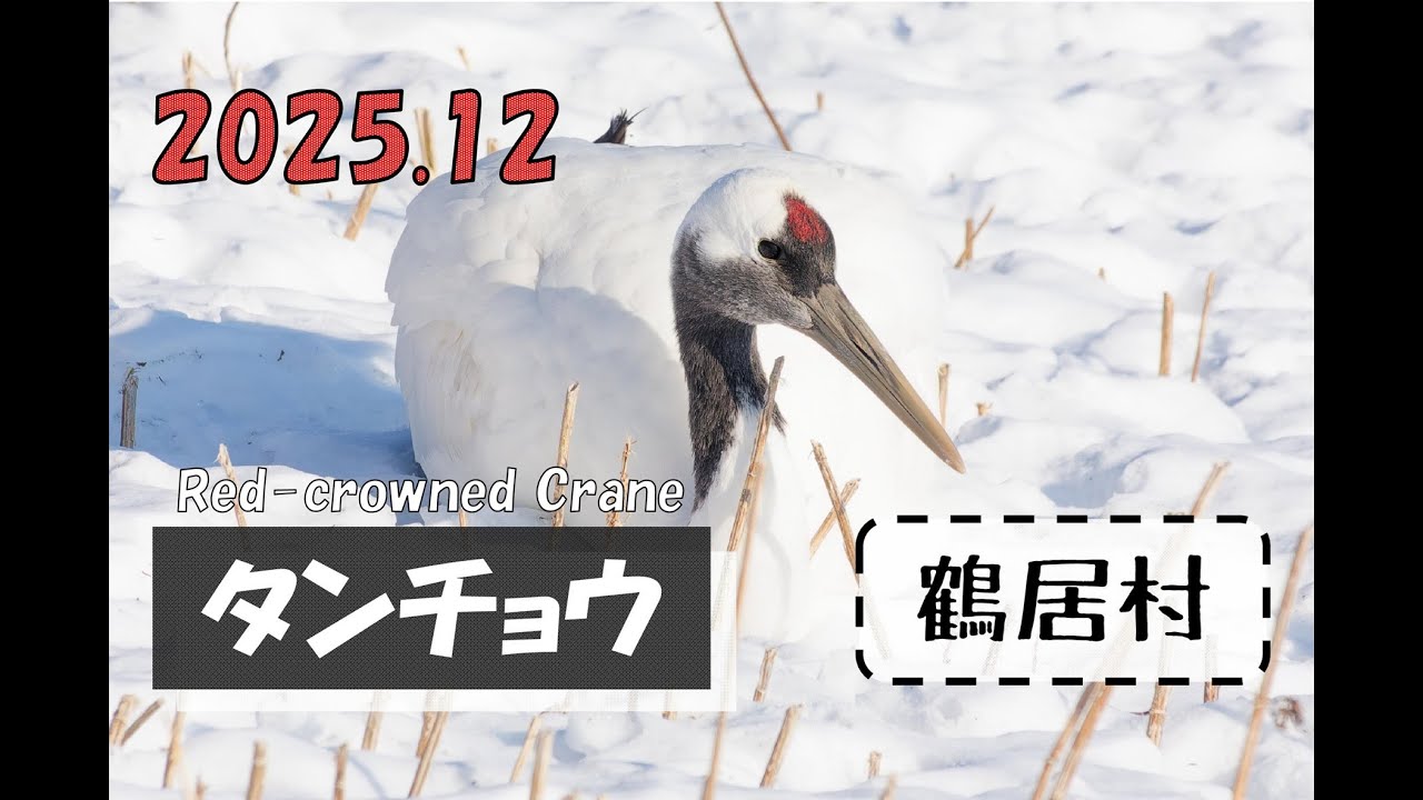 「タンチョウ ～鶴居村～」