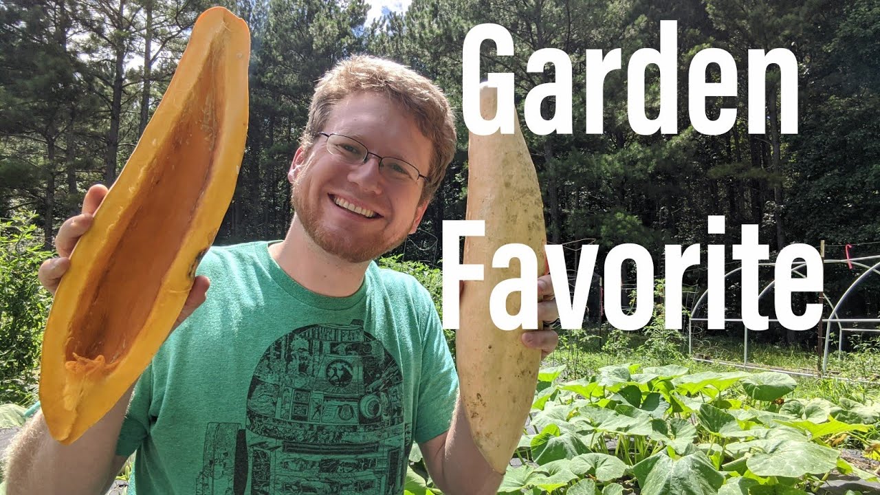 Garden Highlight North GA Candy Roaster Squash