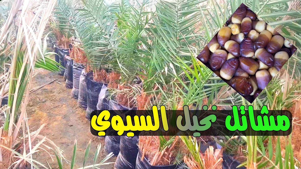 نخيل السيوي شتلات بنت جورة عمر سنه بالوادي الجديد