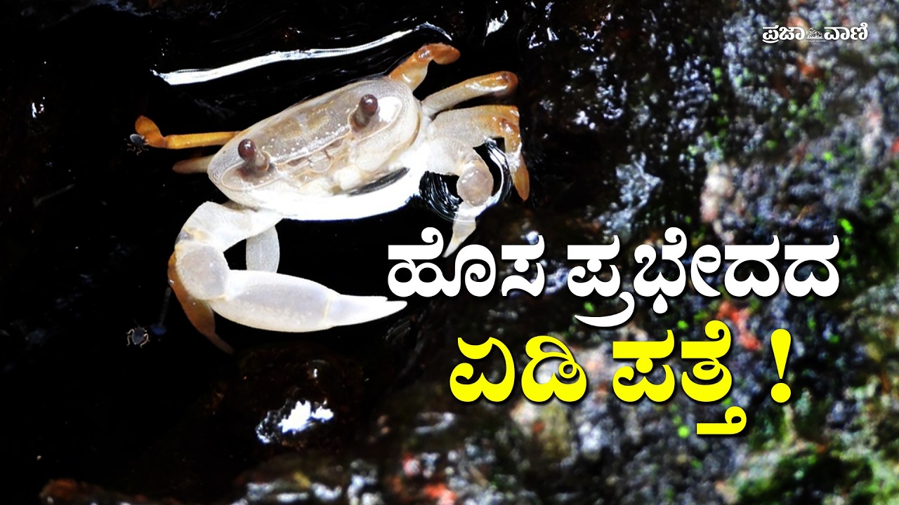 ಉತ್ತರ ಕನ್ನಡದ ಕಾಡಿನಲ್ಲಿ ಹೊಸ ಏಡಿ ಪ್ರಭೇದ ಪತ್ತೆ I Rare Rock-Dwelling Crab ‘Ghatiana Dhrutiyaram’ Found