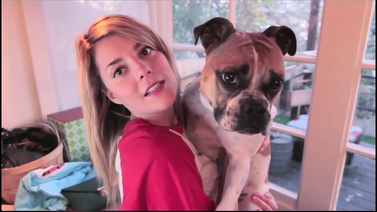 Goose Helbig (Grace Helbig's Dog)
