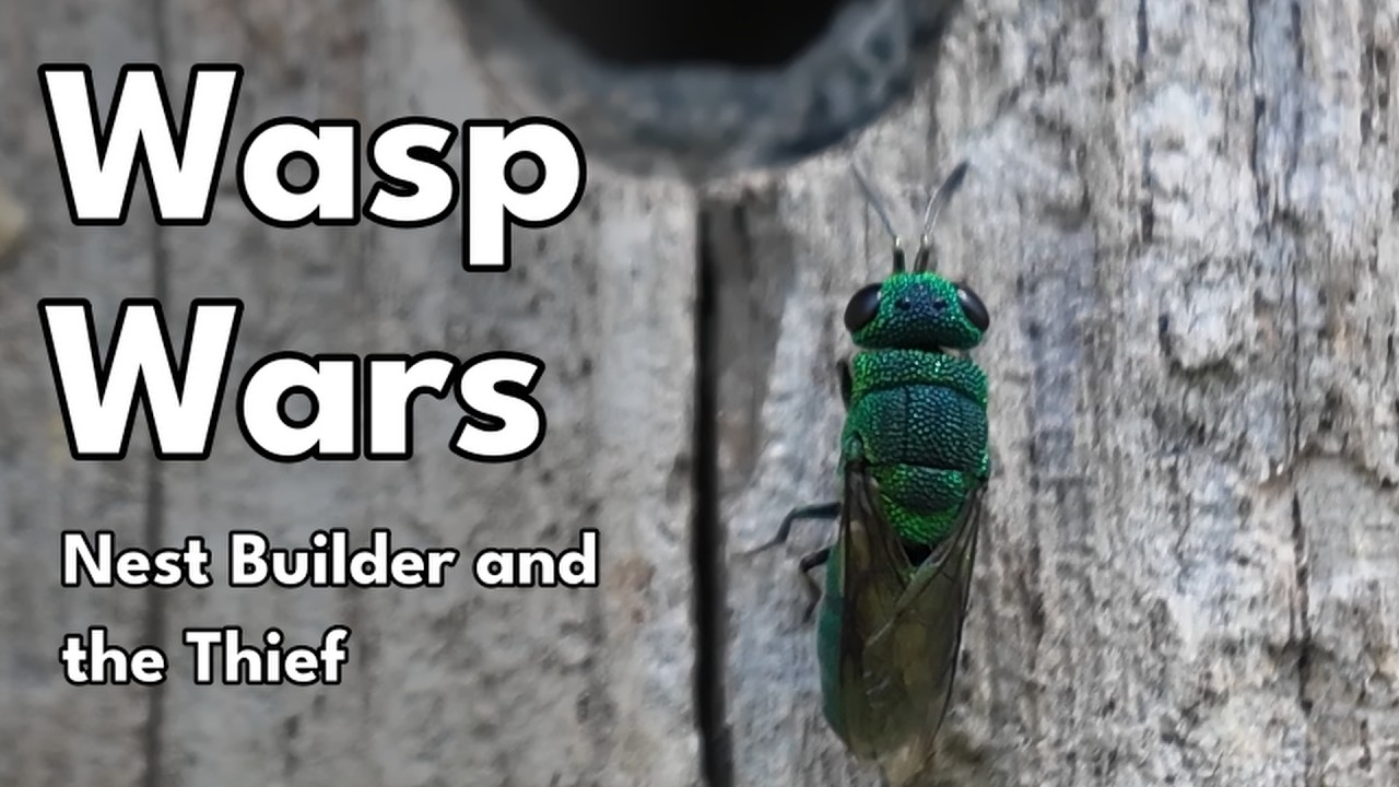 Wasp Wars - The Nest Builder and The Thief