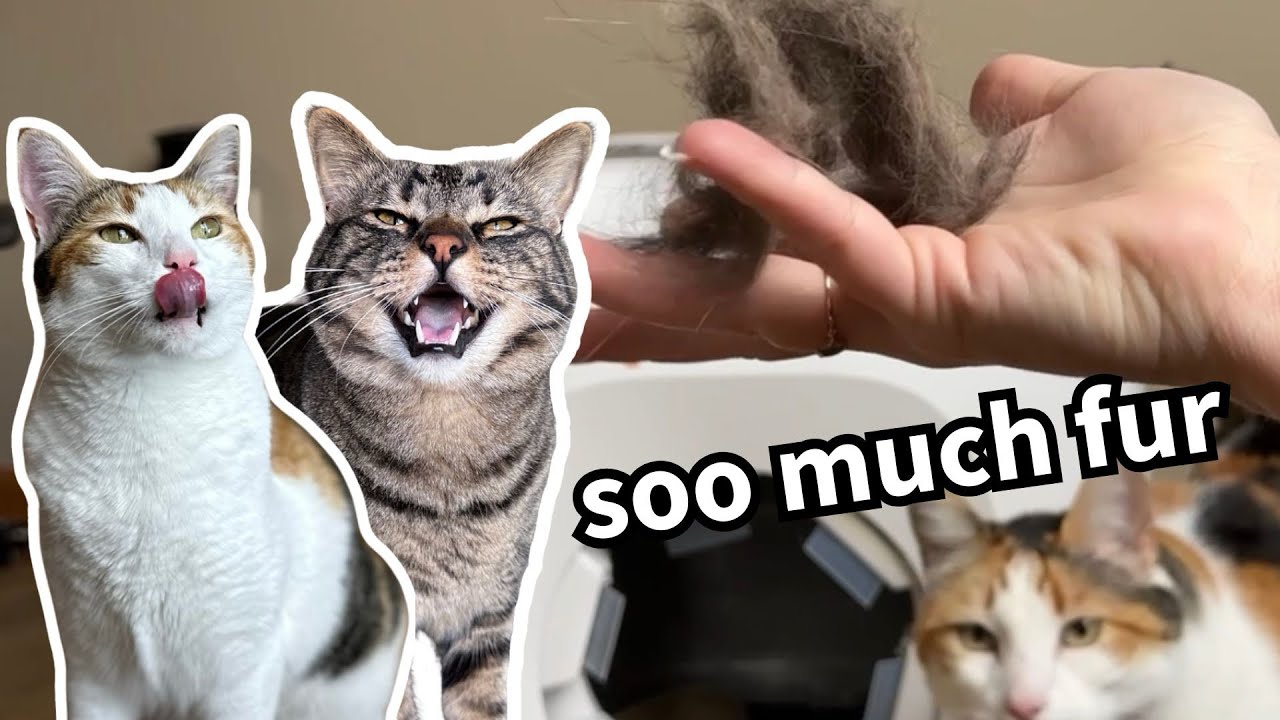 Cats React To Getting Petted Many Different Ways!