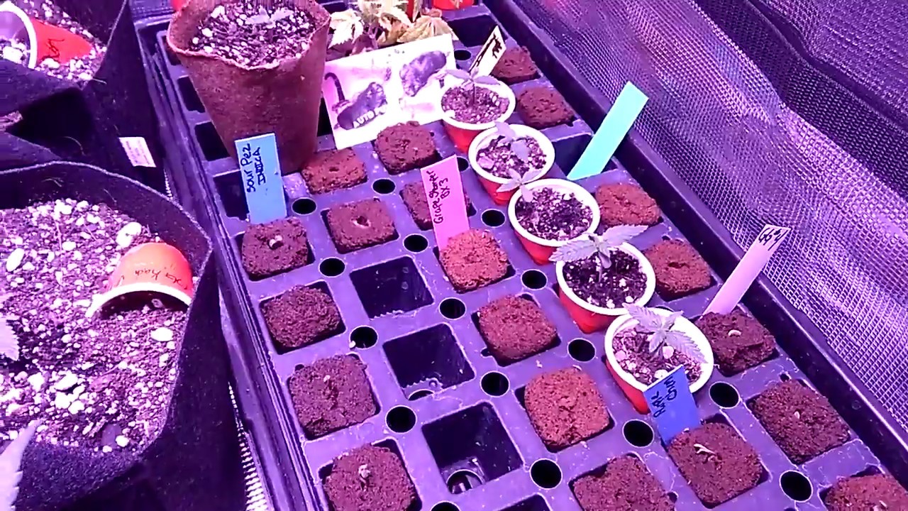 Stable AUTOFLOWER GENETICS.