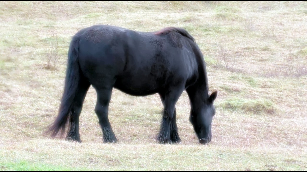 #horse
