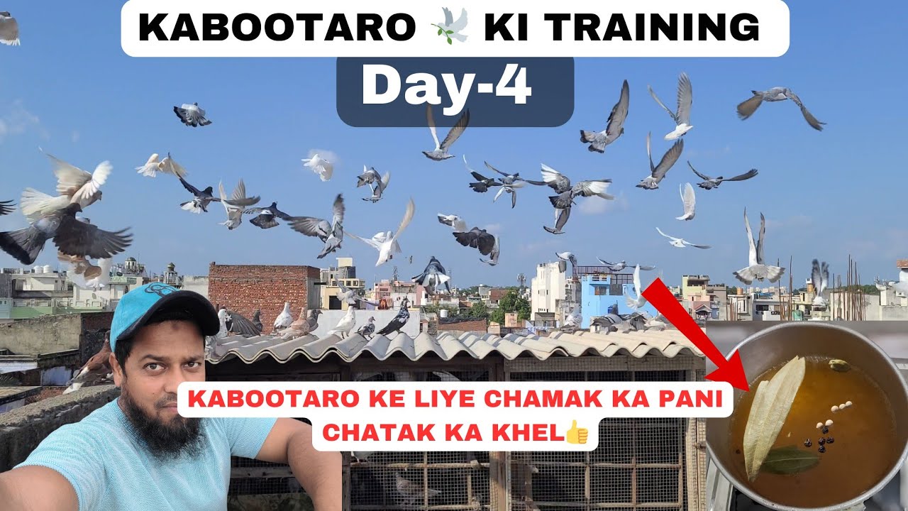 Kabootaro Ki Training Day-4 || Chamak Ka Pani || 24 August Ka Shok ||@pigeonscarefactory5328