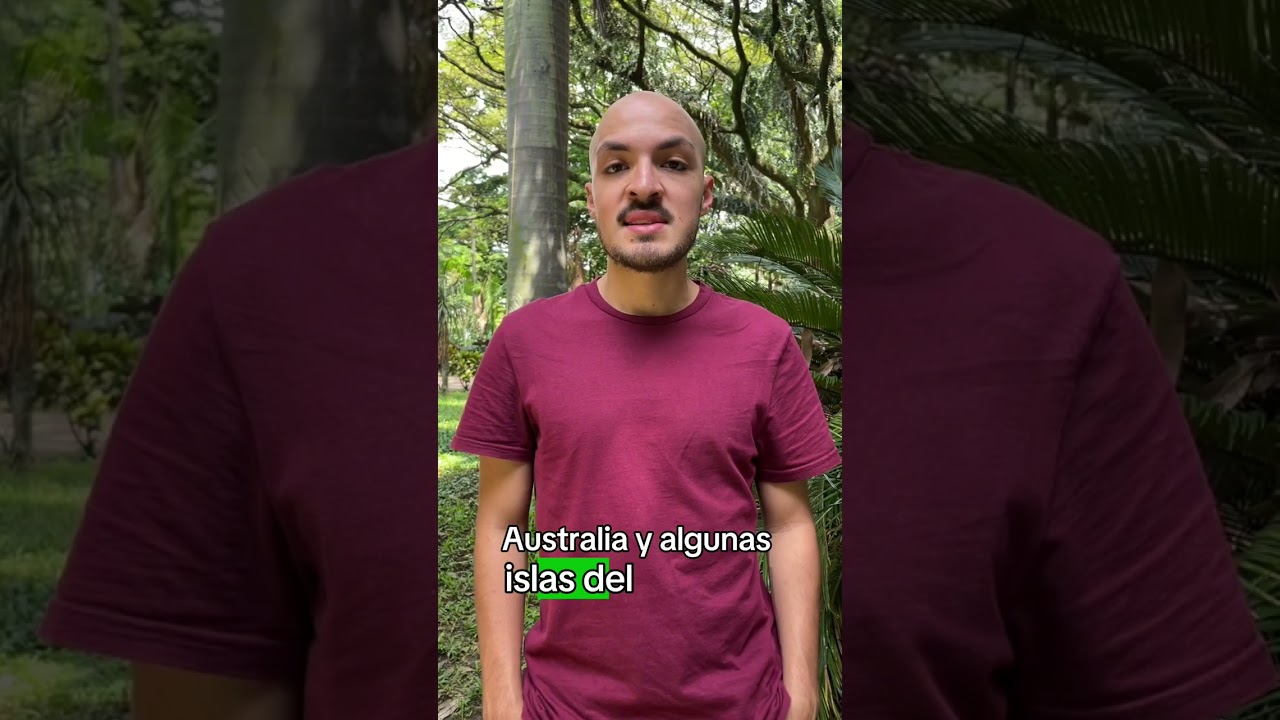 Las cycadas (cycadaceae) son plantas muy similares a las palmas, pero millones de a&ntilde;os m&aacute;s antiguas