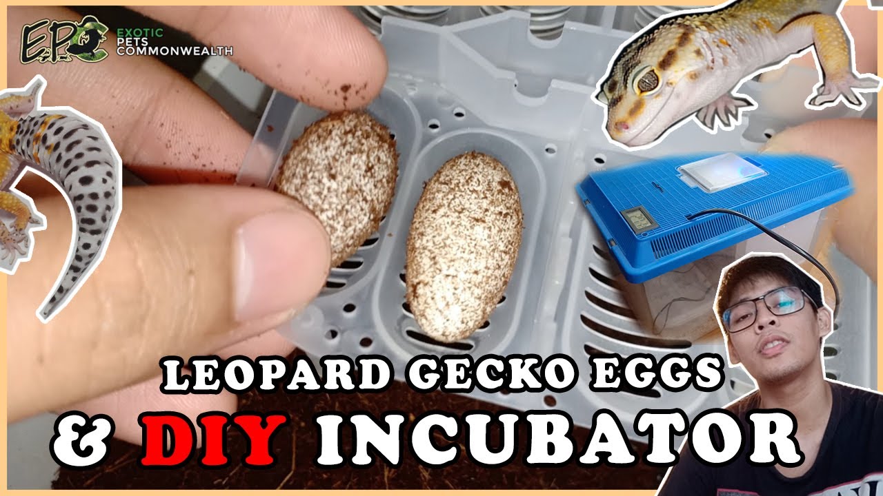LEOPARD GECKO EGGS & DIY INCUBATOR by EPC