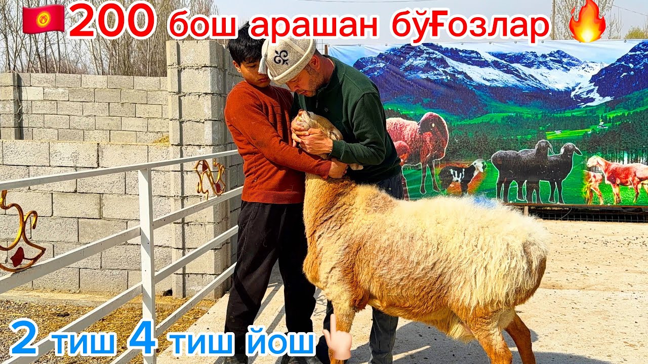 🇰🇬 200 бош қирғизистон егизчи бўғоз қўйлари🔥
