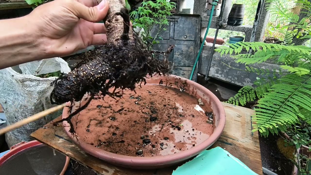 Replante y trabajo de raíces en ficus laurel