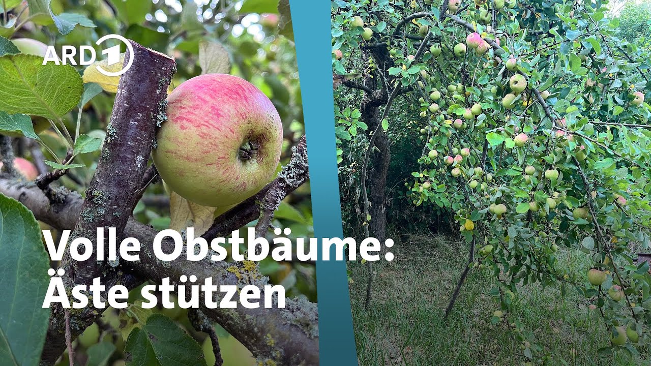 Obstbäume im Kleingarten: Schwere Äste abstützen | MDR Garten