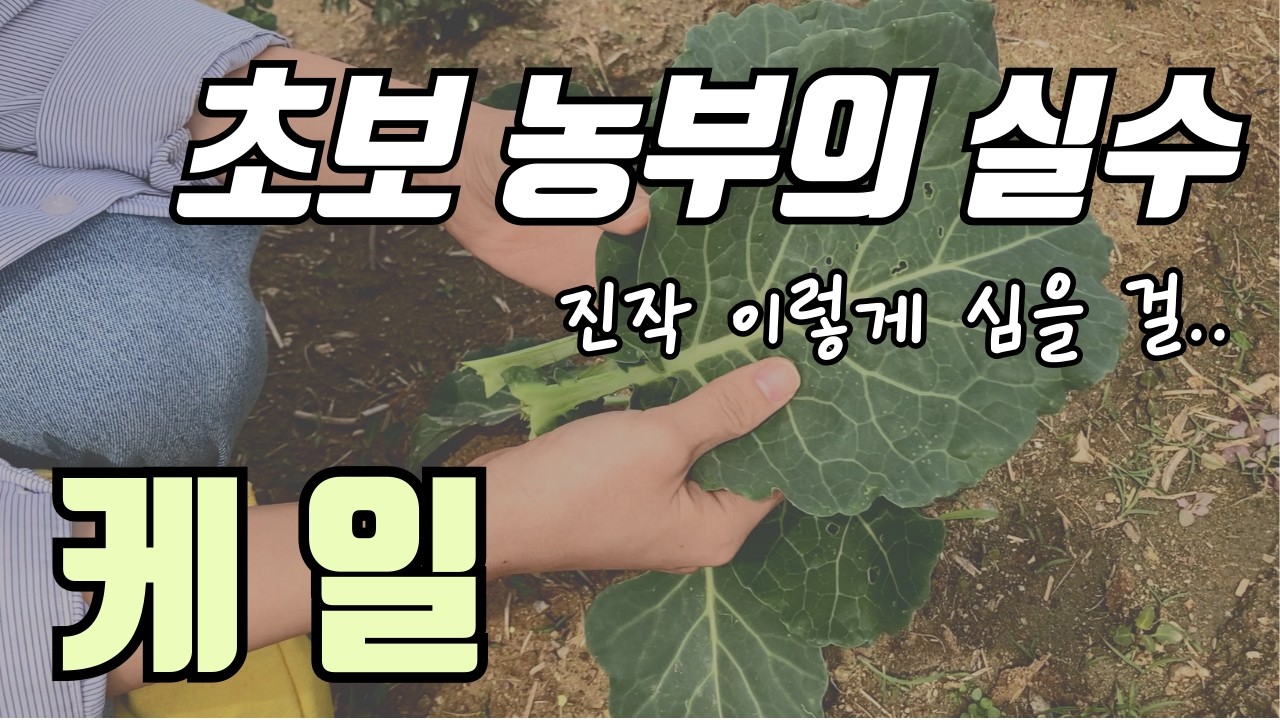 텃밭 초보가 '케일' 심을 때 가장 많이 하는 실수