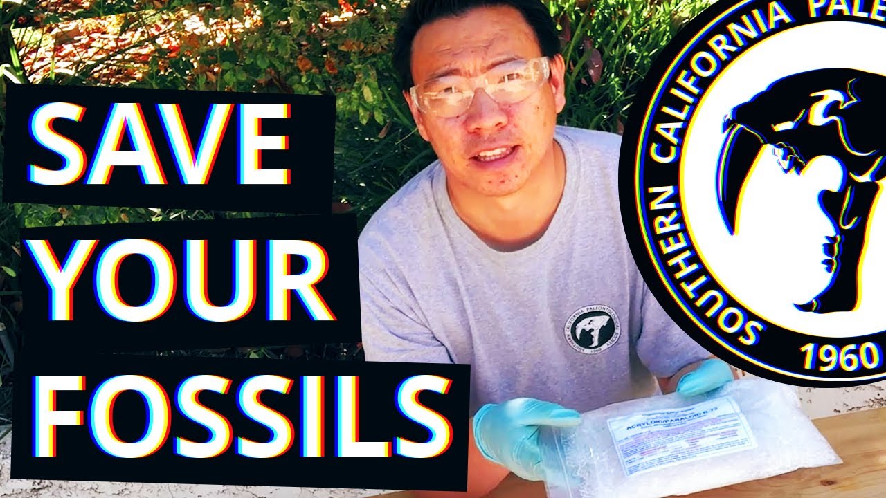 Preparing Your Fossils: Episode 1 of 4 | Using Acryloid/Paraloid B72!