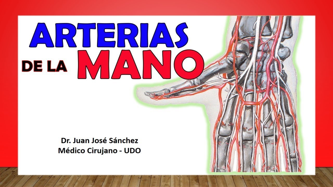 🥇 ARTERIAS DE LA MANO. (Arcos Palmares, Arco Dorsal)