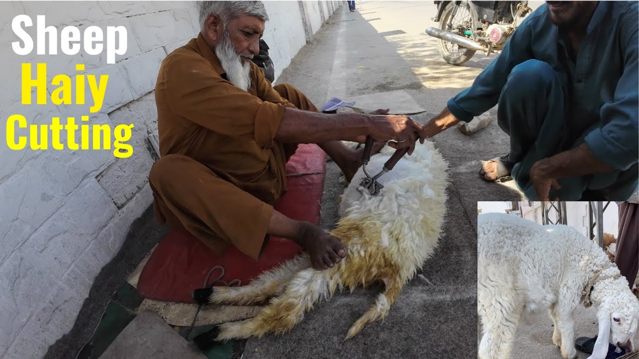 Sheep Hair Cutting | Manual Sheep Cutting Machine | Wool Cutting | Sheep Shearing | Trimming