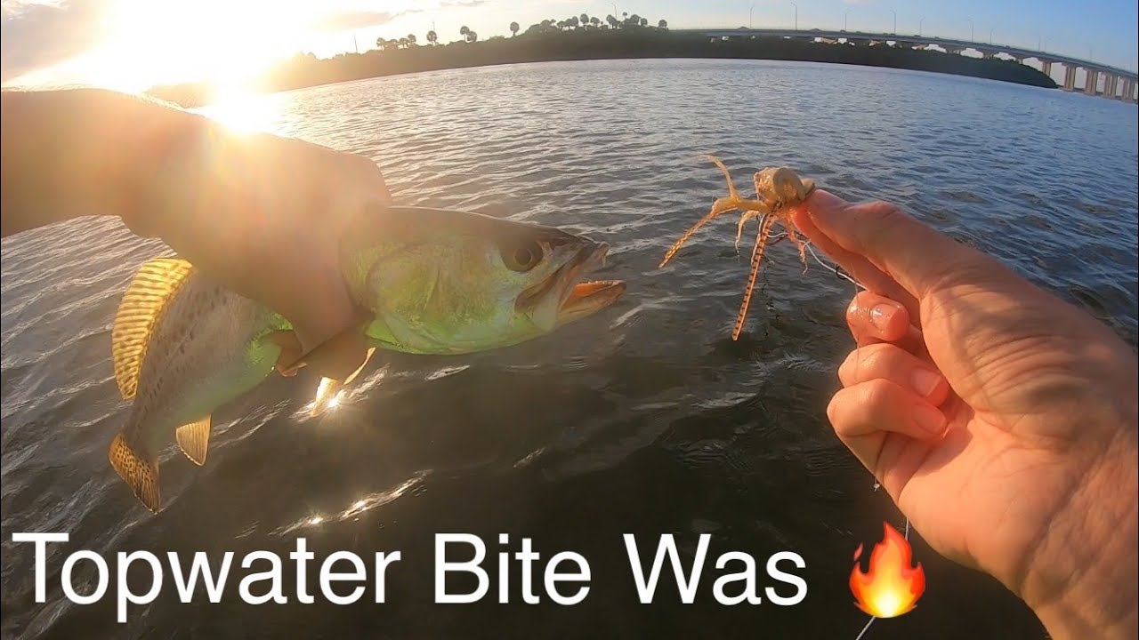 Fly Fishing for Speckled Trout: Epic Topwater Bite