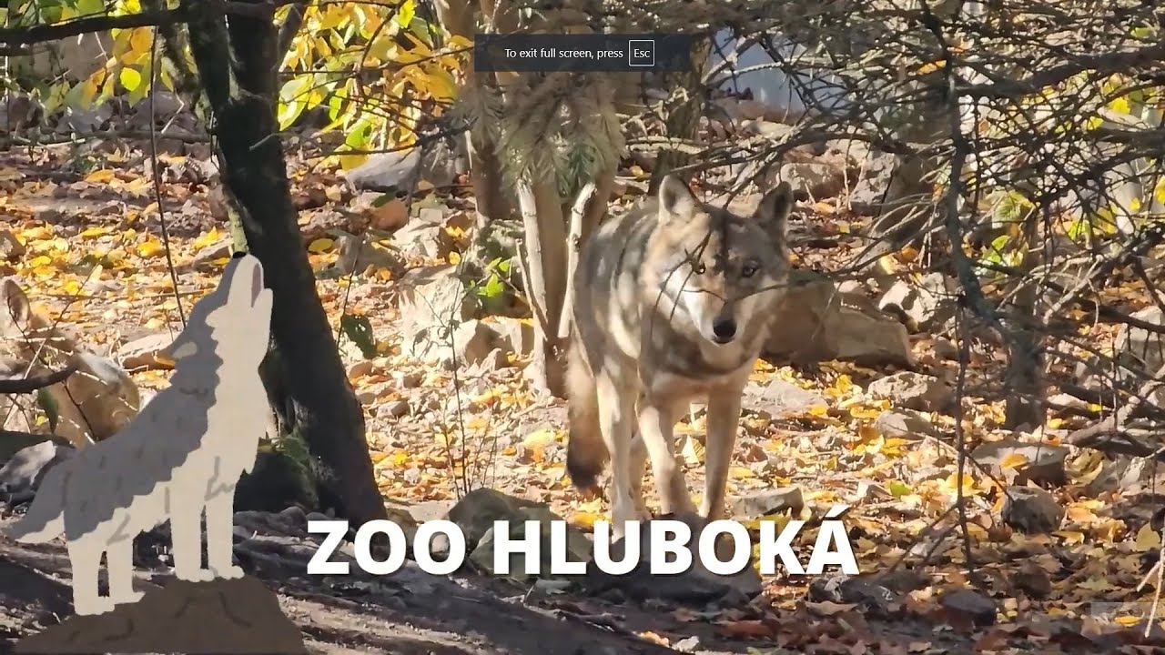 ZOO Hluboká: Do srdce divočiny