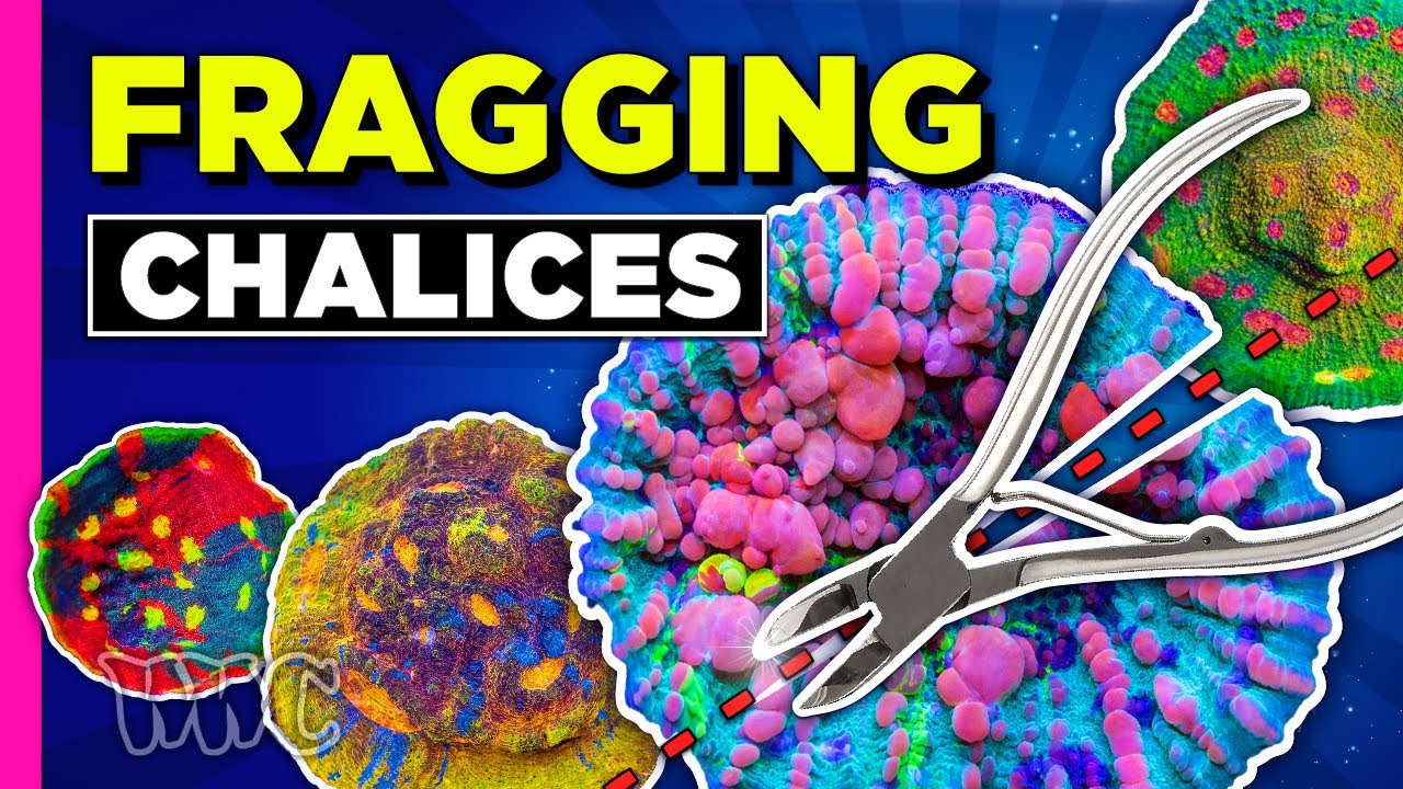 The How-To on Fragging Chalices!