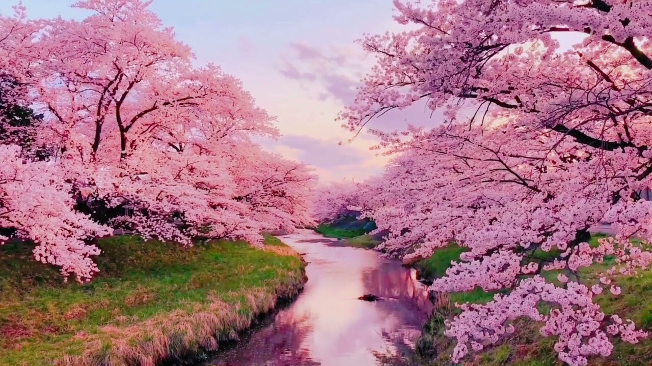 💮🌸 MÚSICA RELAXANTE  / BELÍSSIMO PARQUE DAS FLORES DE CEREJEIRA / SAKURA JAPÃO 💮🌸