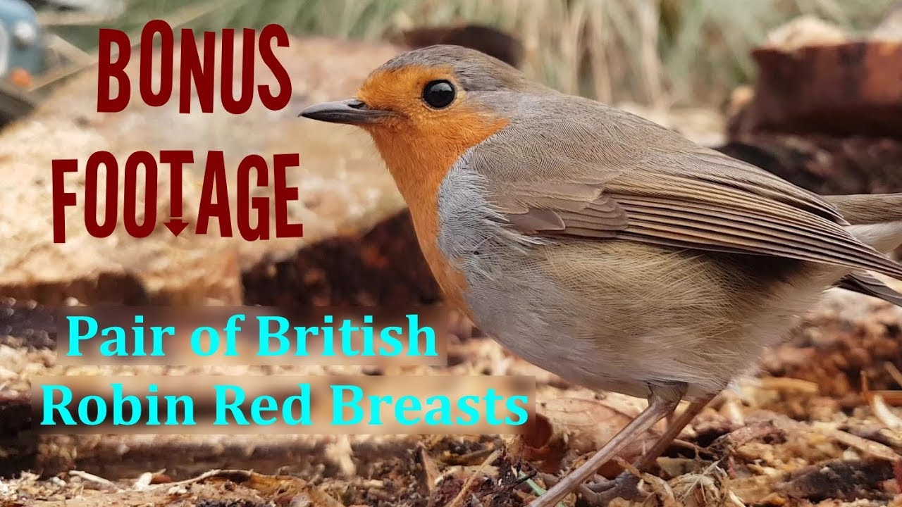 BONUS FOOTAGE - Pair of Robin Red Breasts Singing and Eating