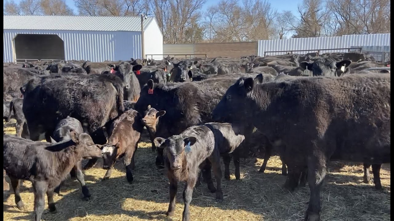 Branding and Vaccinating Calves