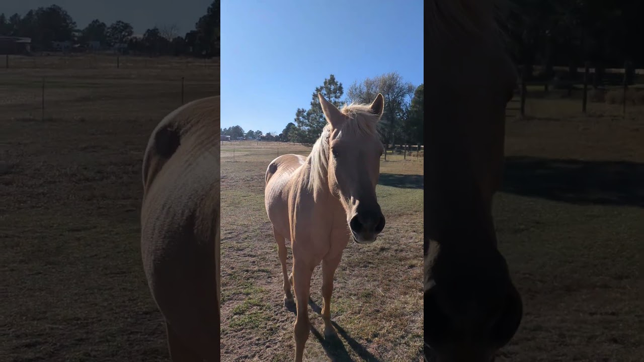 The horses were super polite tonight. that doesn't always happen