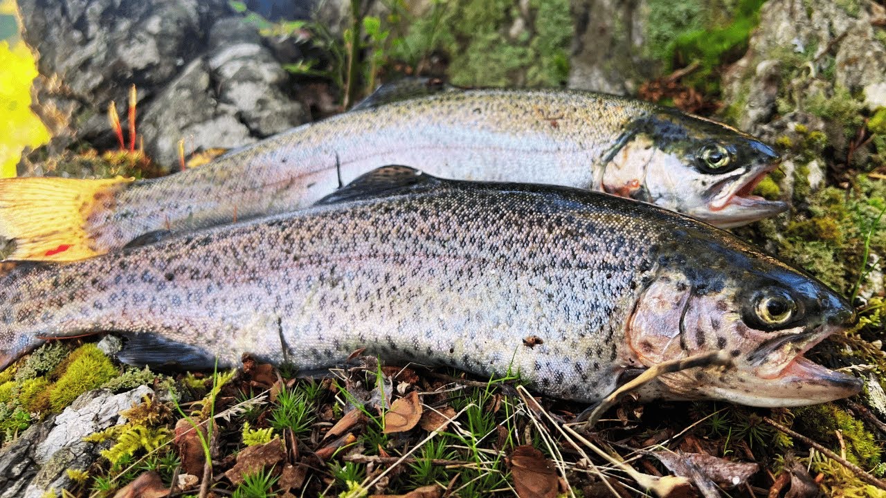 Catch and Cook Rainbow TROUT! (EASY Powerbait Setup)