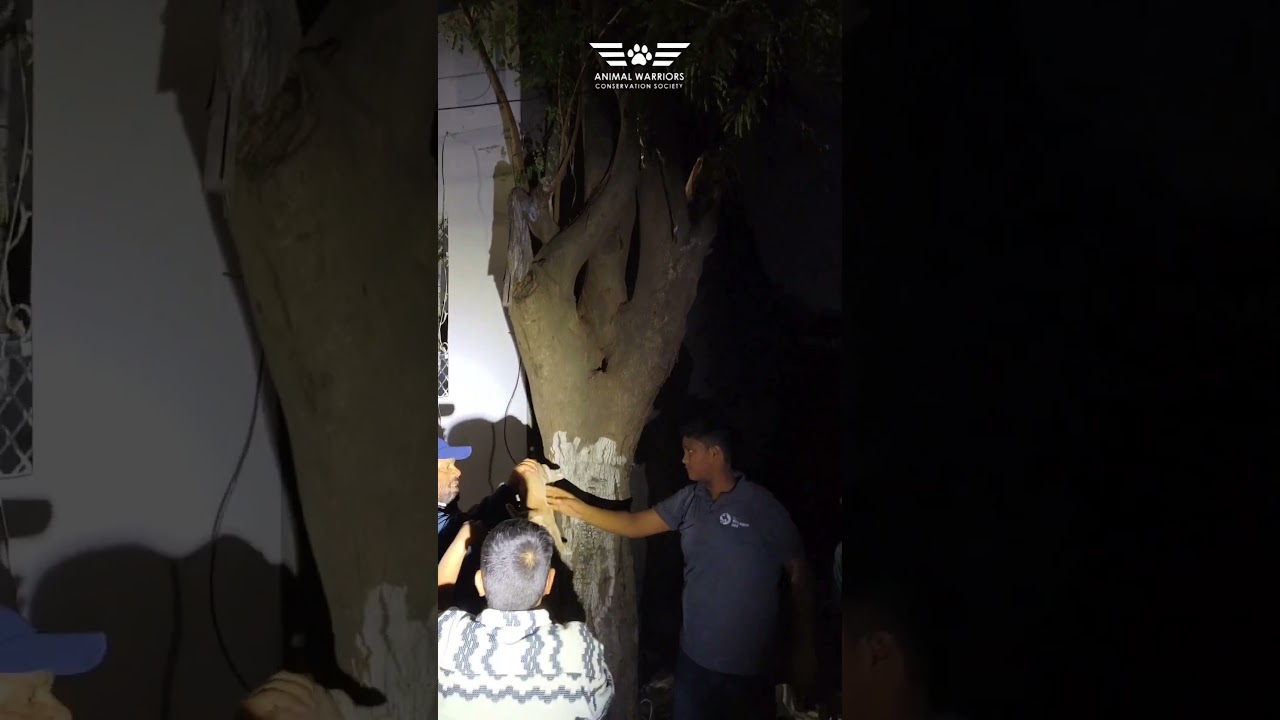 Poor cat 😢 stuck on a tree & crying for help| Tactical Rescue | AWCS 
