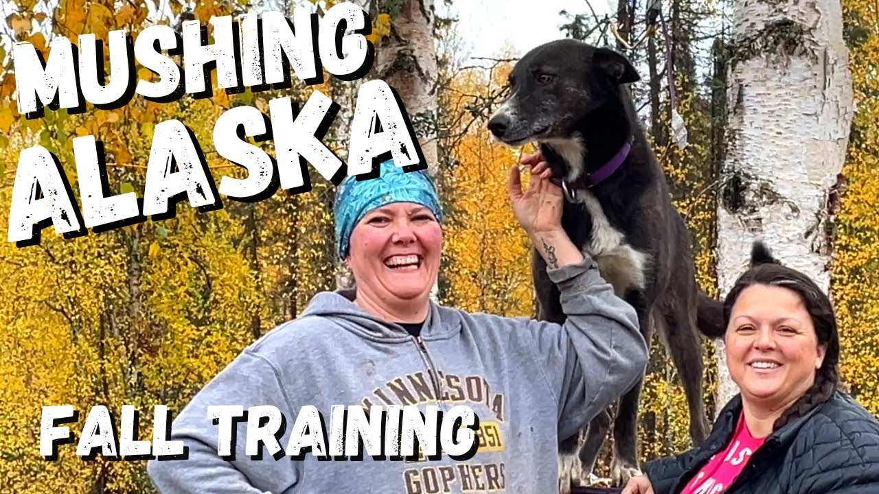Dog Mushing in Alaska – Interesting facts you want to know about Alaskan Huskies and dog sledding 🥶