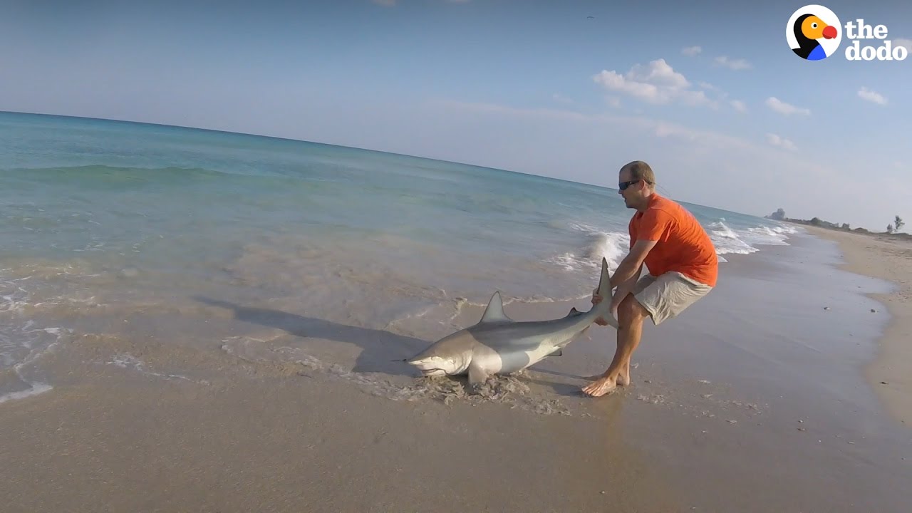 Shark Caught On Fishing Line Was So Lucky This Guy Came Along