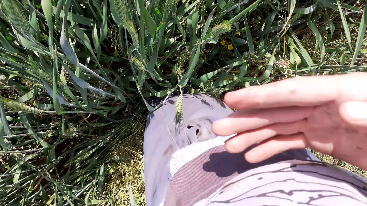 Tratamentul 2 la grau