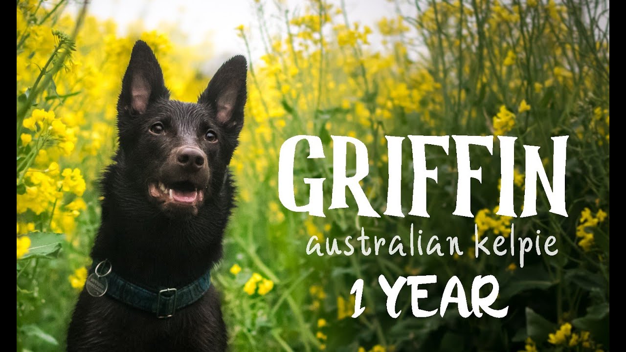 🔥GRIFFIN - Australian Kelpie - 1 YEAR🔥