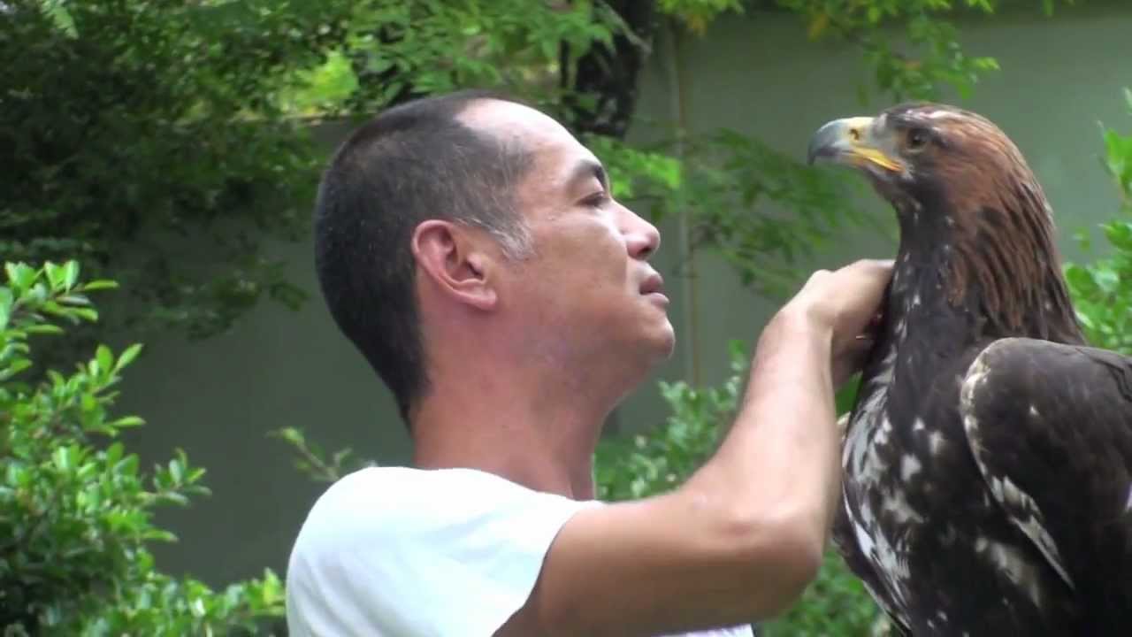 Golden Eagle Training, Maning