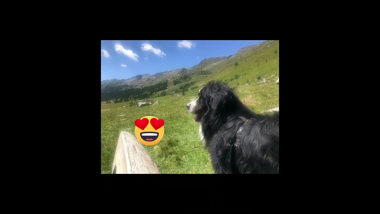 Happy Zeus in Val D&rsquo;Ayas