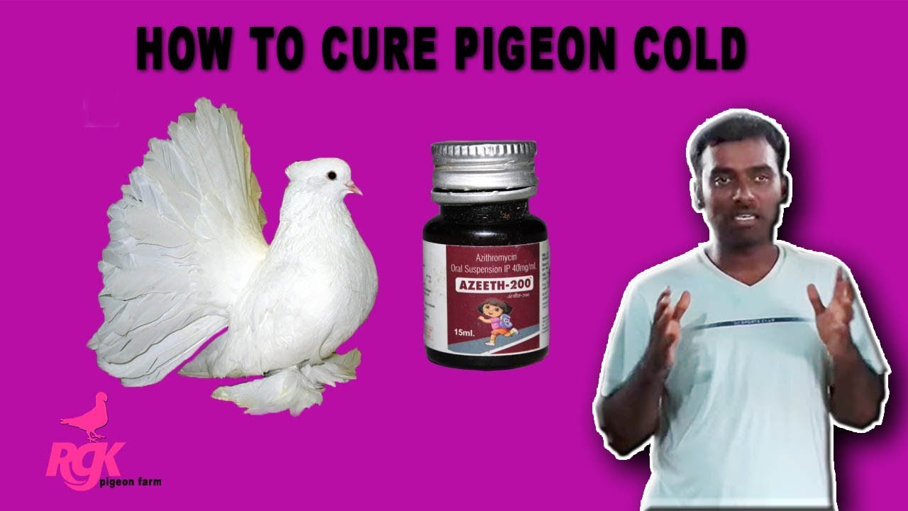 HOW TO CURE PIGEON COLD