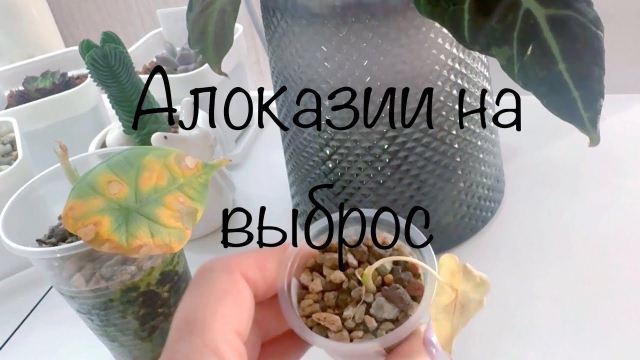 Алоказии на выброс