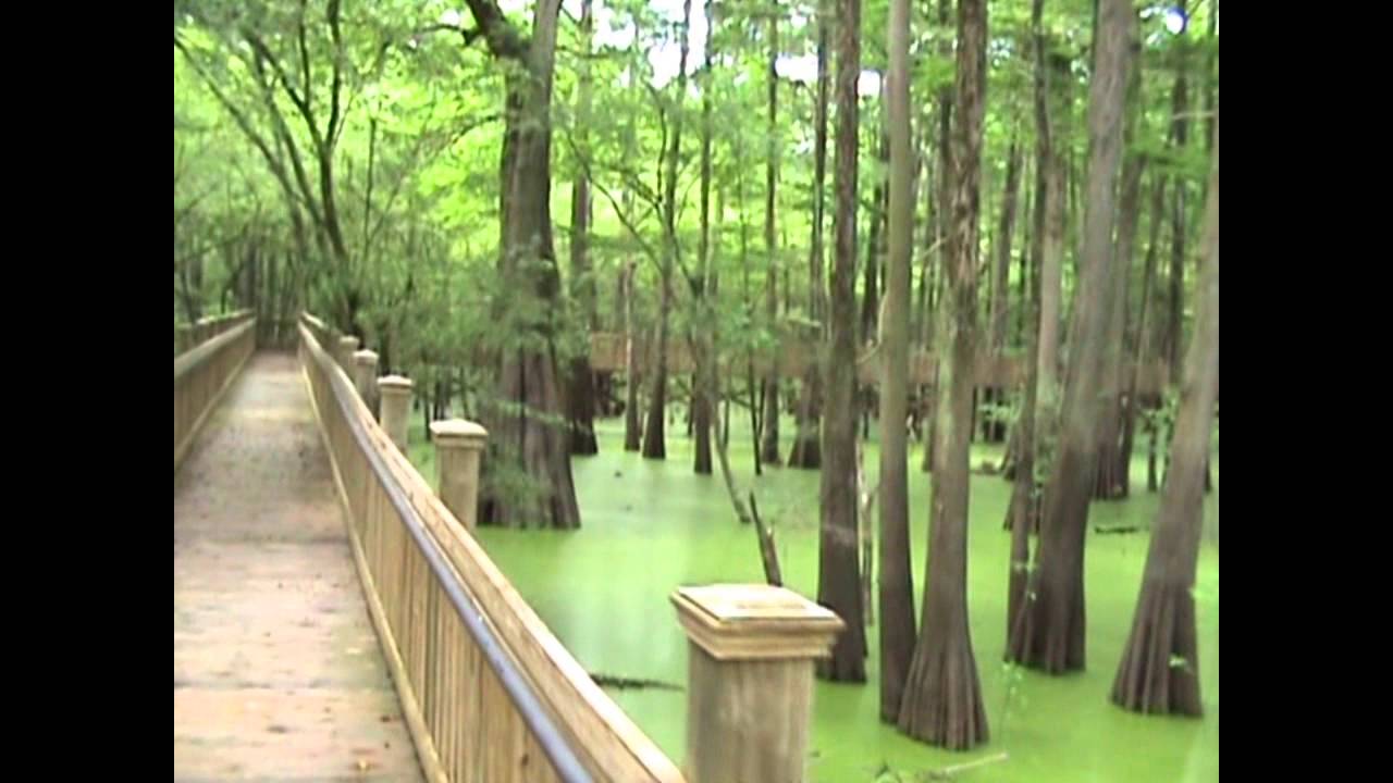 Mississippi's Sky Lake 1,000 Year Old Cypress tree! (Jerry Skinner Documentary)