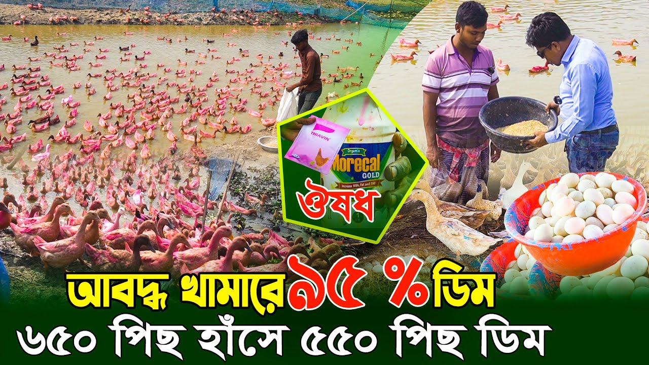 আবদ্ধ খামারে ৯৫ % ডিম | ডিম উৎপাদনে প্রয়োজনীয় ঔষধ  | Duck farming | Khamar Bangla 24.