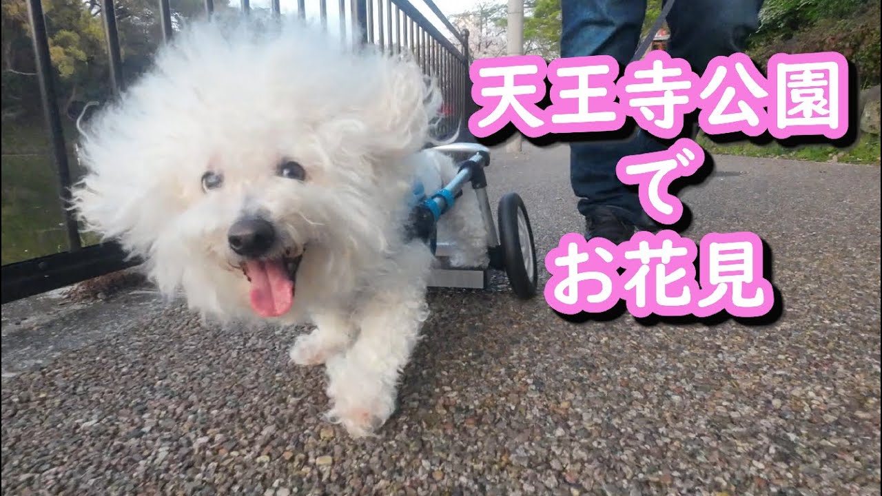 【お花見】4か月ぶりの車椅子でお散歩。天王寺公園でお花見をする犬、ビションフリーゼのうたくん。