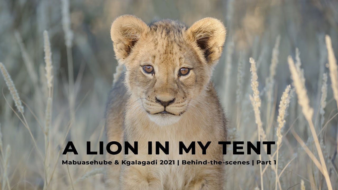 A Lion in my Tent - Kgalagadi BTS Ep1 - Camping with wild animals - 4K