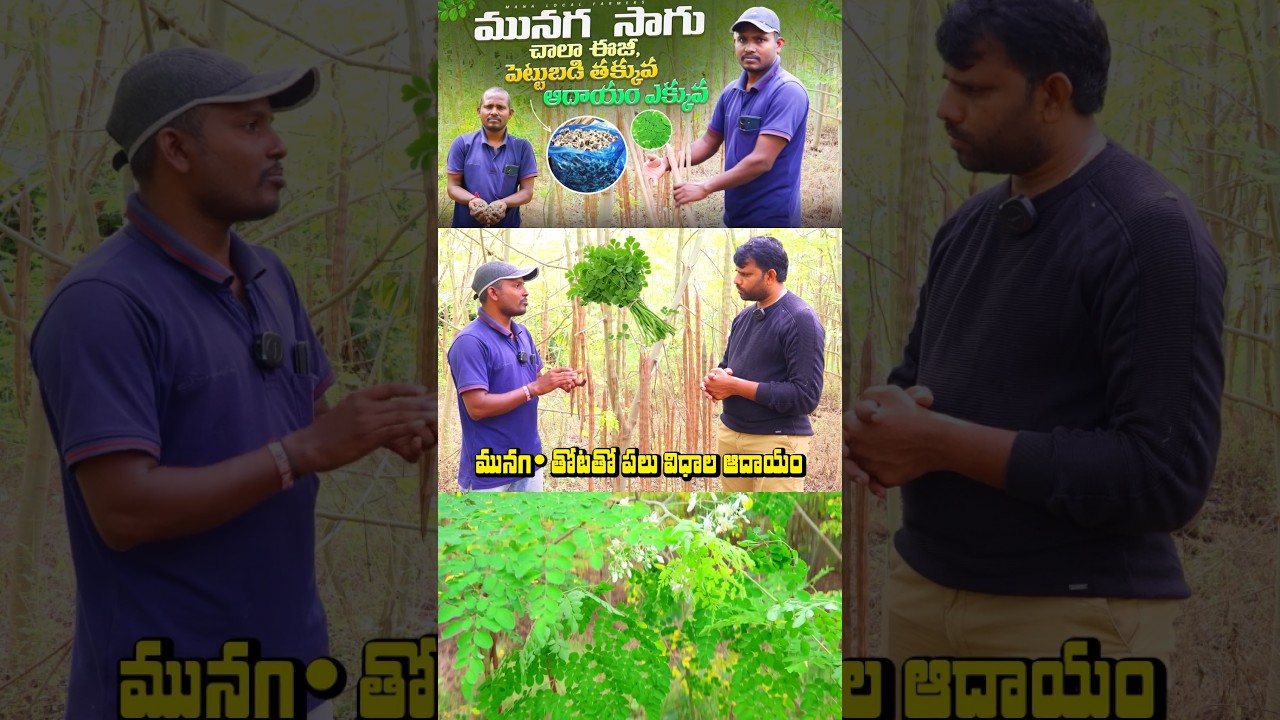 munaga farming 4 types income #shorts #munagaku #drumstickfarming #moringafarming