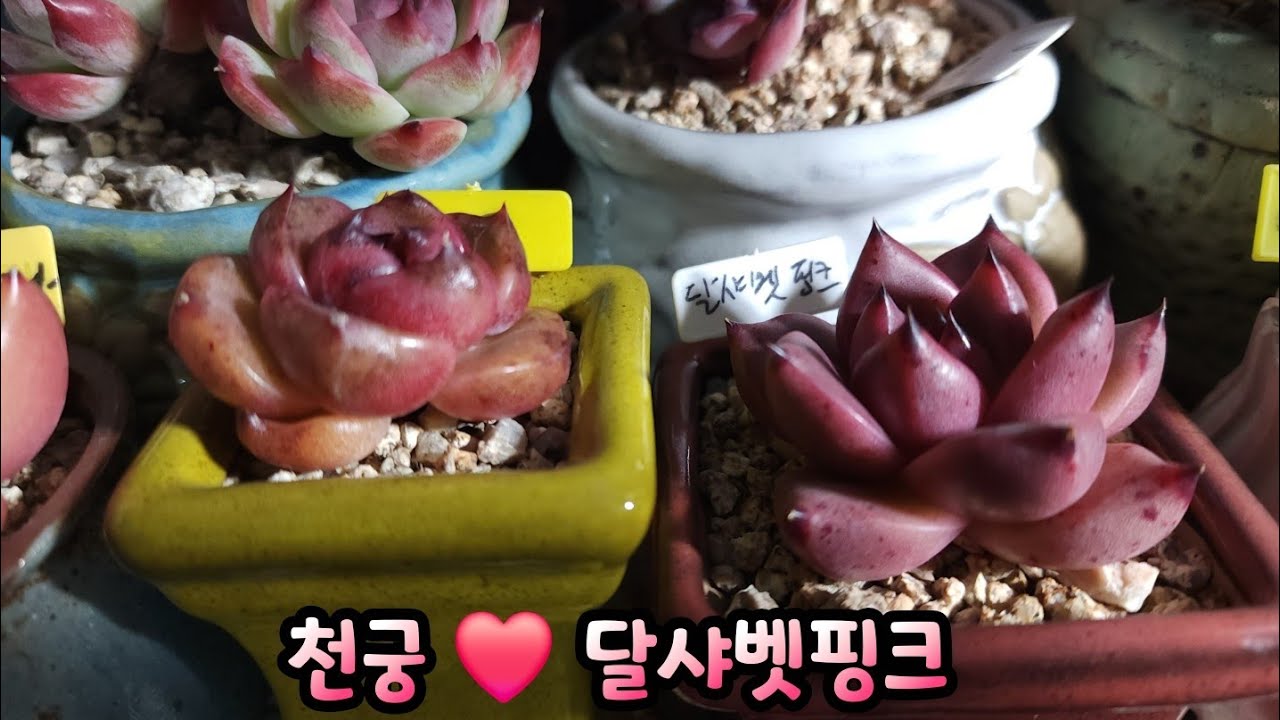 부지런쟁이 #지미네옥상다육 귀요미들 출동😁 오늘도 행복한 하루되세요.