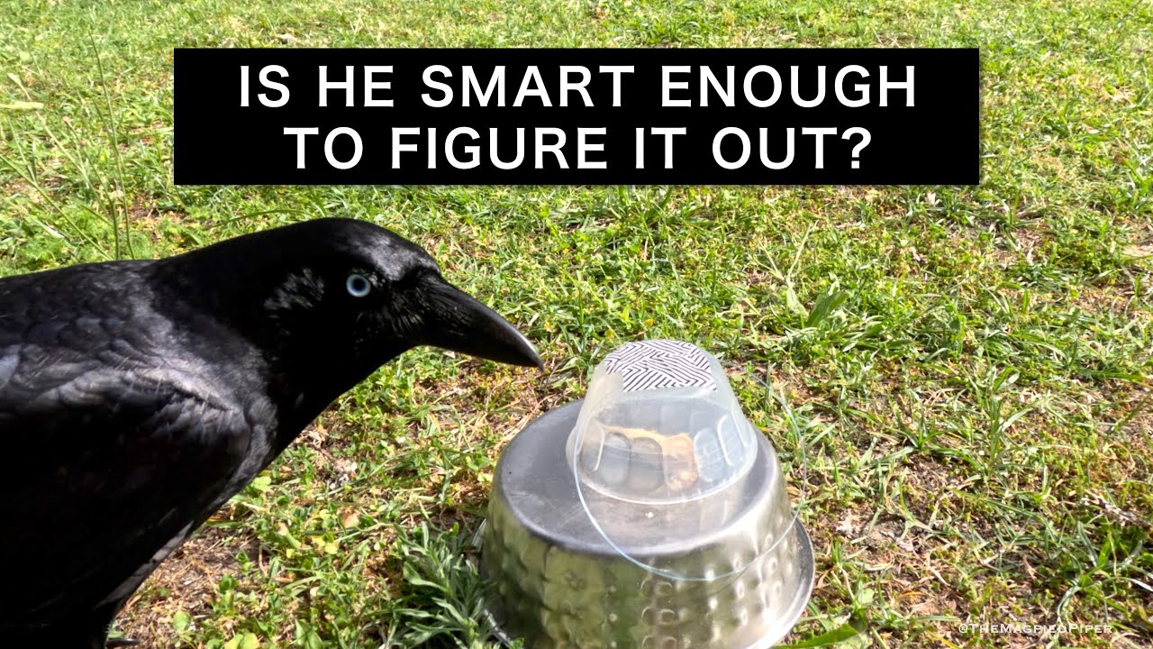 Wild Crow Takes On The Dessert Bowl Challenge - 4K