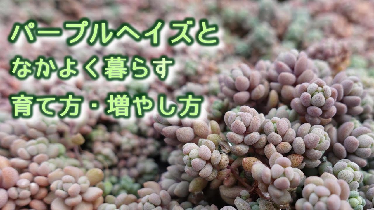 ＃4【ＹＥＳパーポーヘィ！】パープルヘイズの育て方・増やし方。紫つぶつぶの人気者！もりもりモコモコ‼【多肉植物】