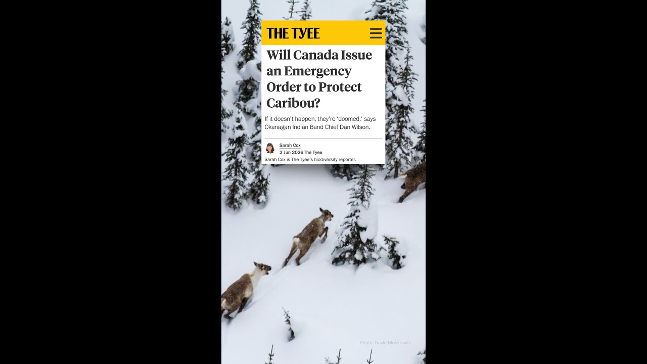 Will Canada Issue an Emergency Order to Protect Caribou?
